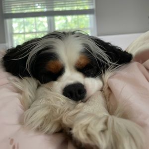 Meet your Posher, Charly